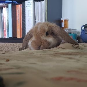 Meet your Posher, James